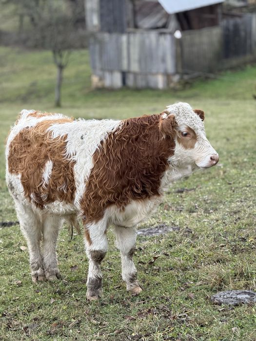 Vând două juninci la a doua fătare