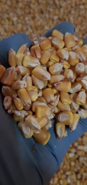 Porumb productie 2025