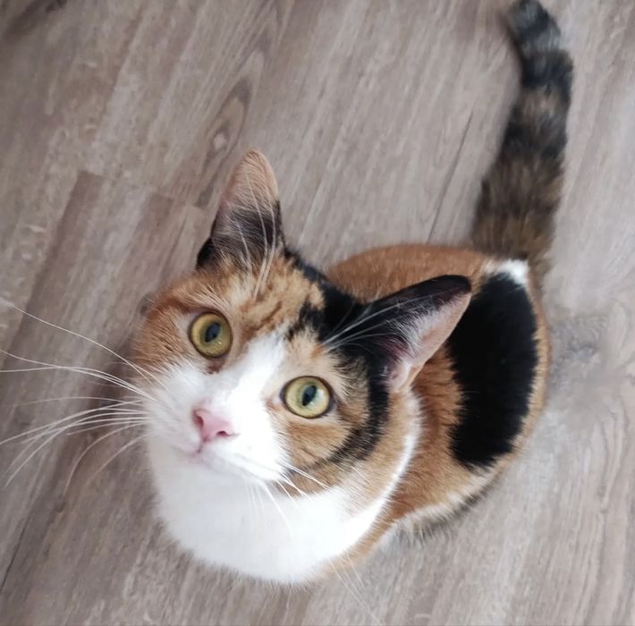 Трехцветка, приносящая удачу в поисках дома!