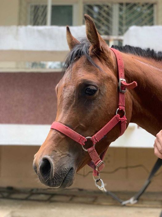 Armasar Pur Sange Arab