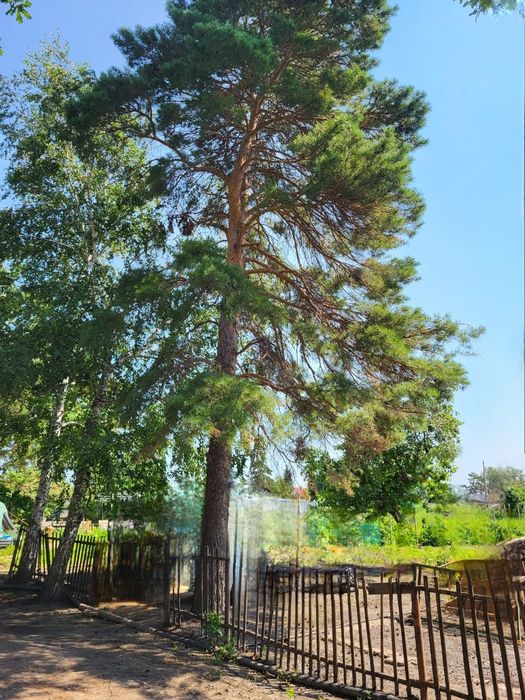 Продам дачу в с/о им. Мичурина.