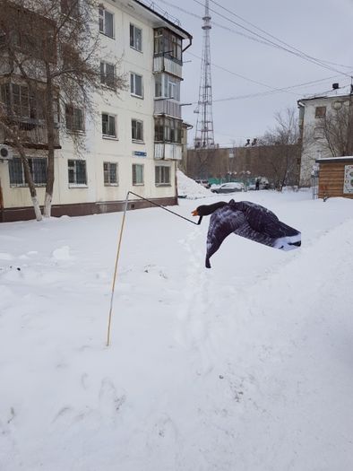 Чучела гусей Махокрыл.