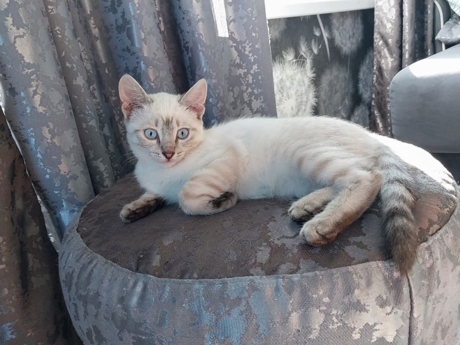 Кошечка ищет добрых хозяев, к лотку приучена, 2 месяца, кушает все