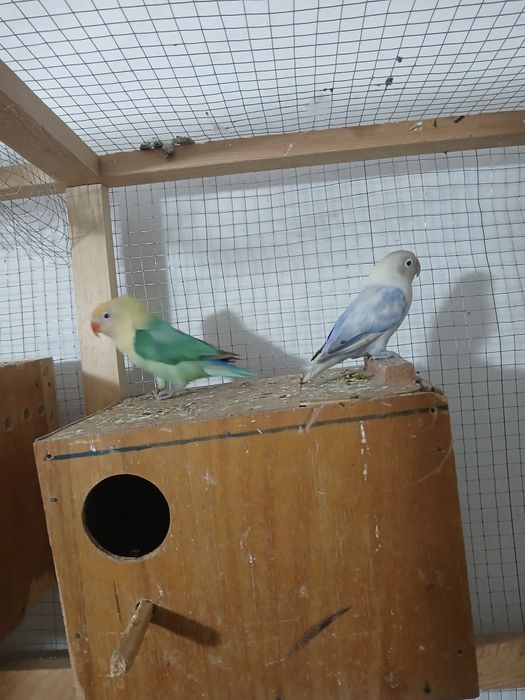 Nerazluchkalar sotiladi soglom tayyor paralar parasi 350 ming 450 ming