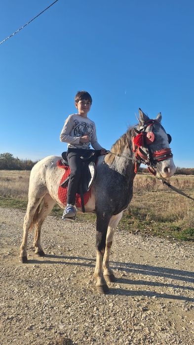 Mânz pinto bland/schimb