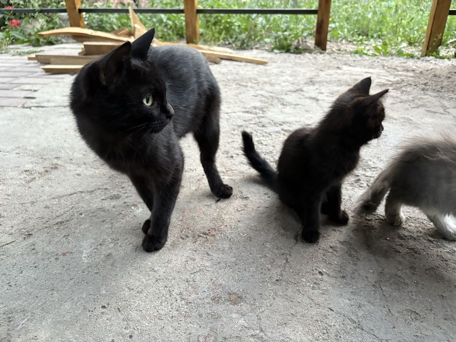 Отдам котят в хорошие руки