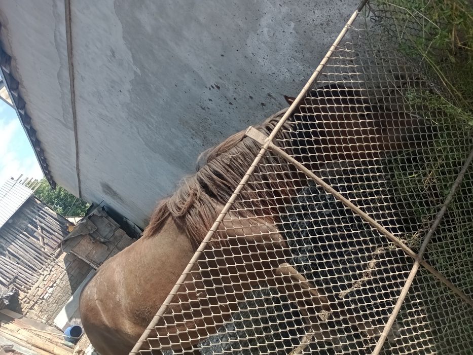 Mânză de un an și două luni preț 4000 de lei negociabil