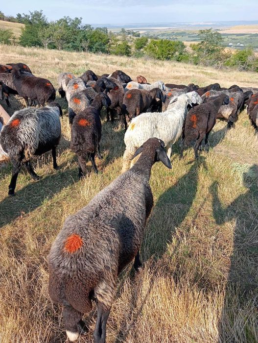 De vânzare .oi karakul tinere. foarte atent selectate. Ușor negociabil
