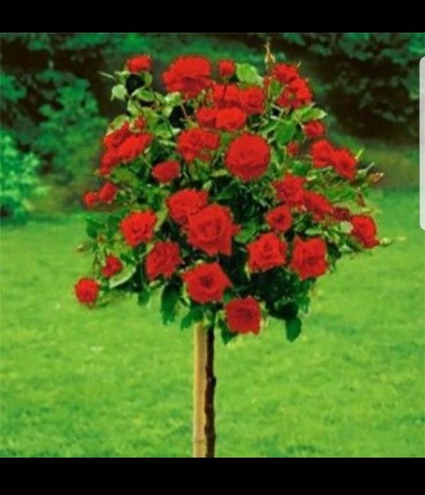 Tarandafiri de tip pom , si trio multe culori