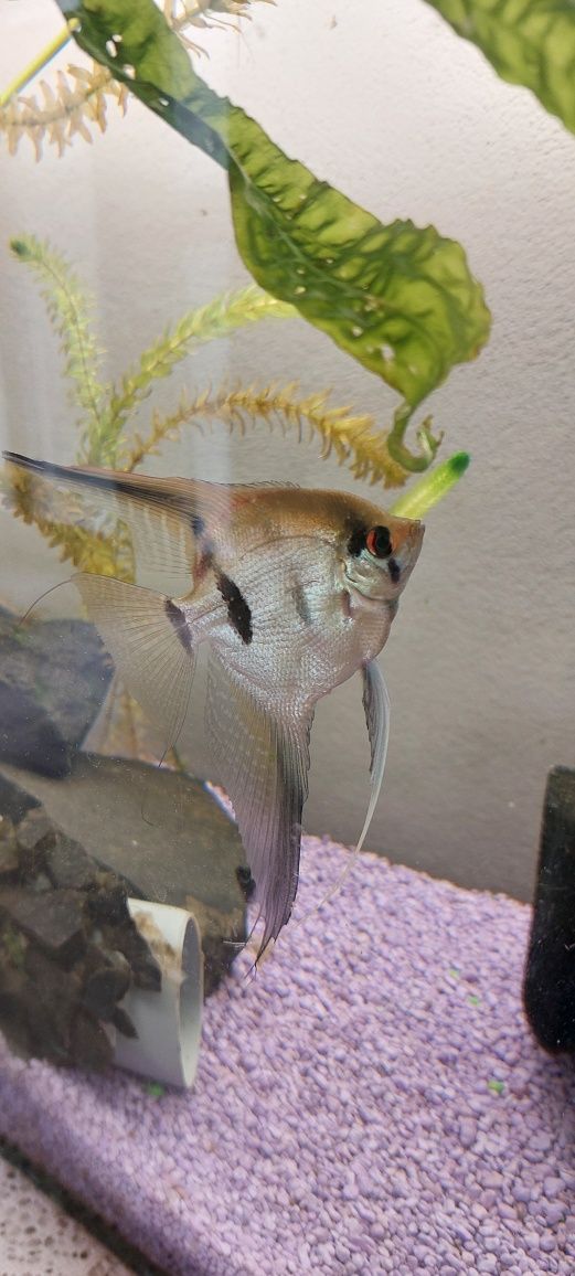 Scalari pesti acvariu