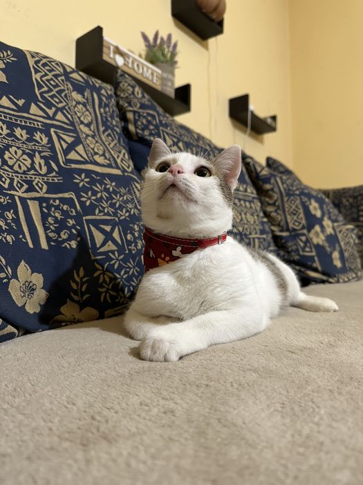 Adoptie responsabila