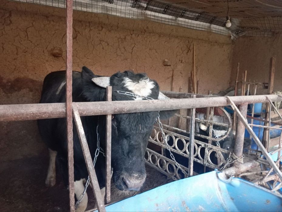 Buqa sotiladi yoshi 1,6 oyli