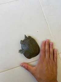 Костенурка , китайска костенурка