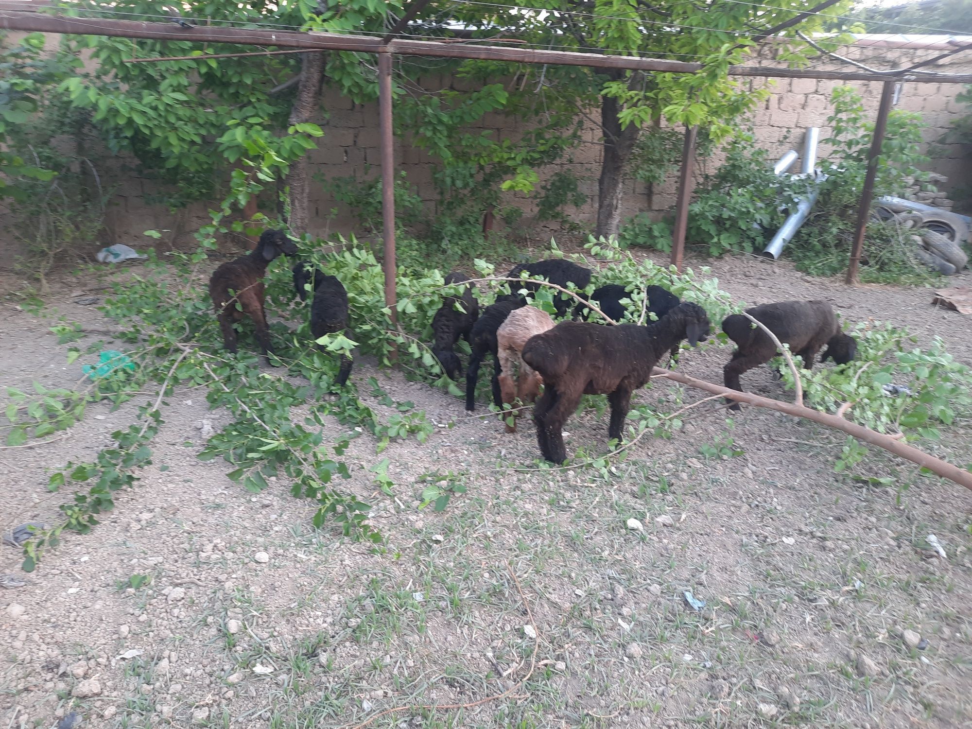 Zotli qozi qoyllar  bor