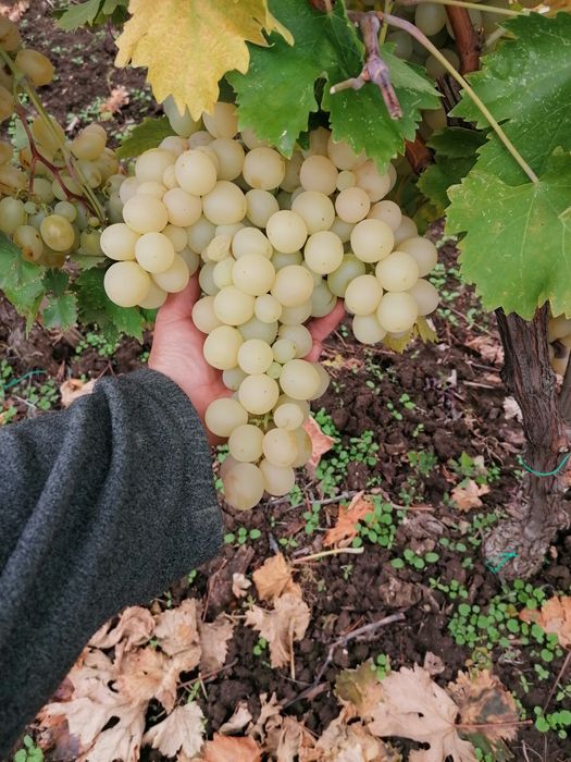 Продавам Италия за ракия