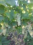 Producator Vand struguri pentru vin