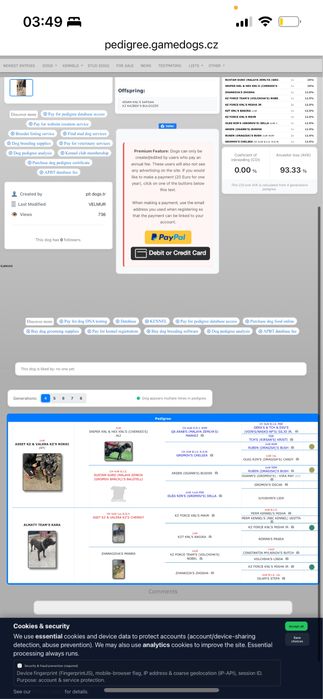 apbt питбуль рр собака
