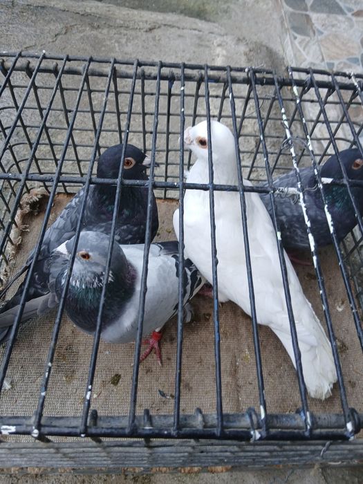 Vând porumbei poștă si satineți