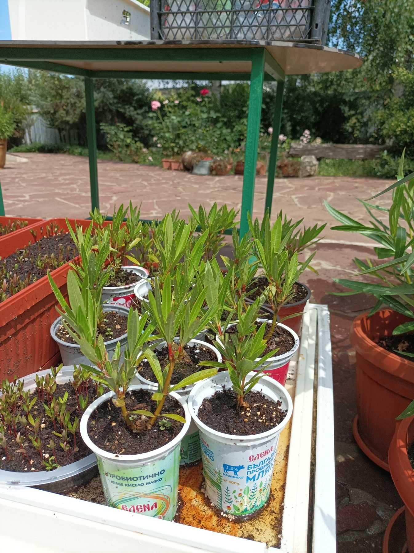 Олеандър/Зокум/Лян/Nerium Oleander