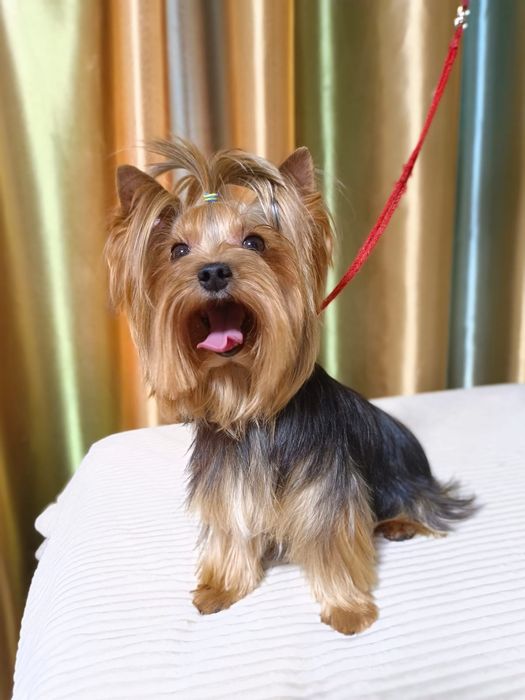 Кобель  мини йорк. ВЯЗКА