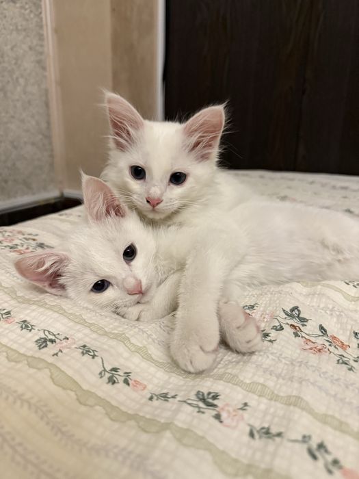 Отдаем котят в ласковые и любящие ручки