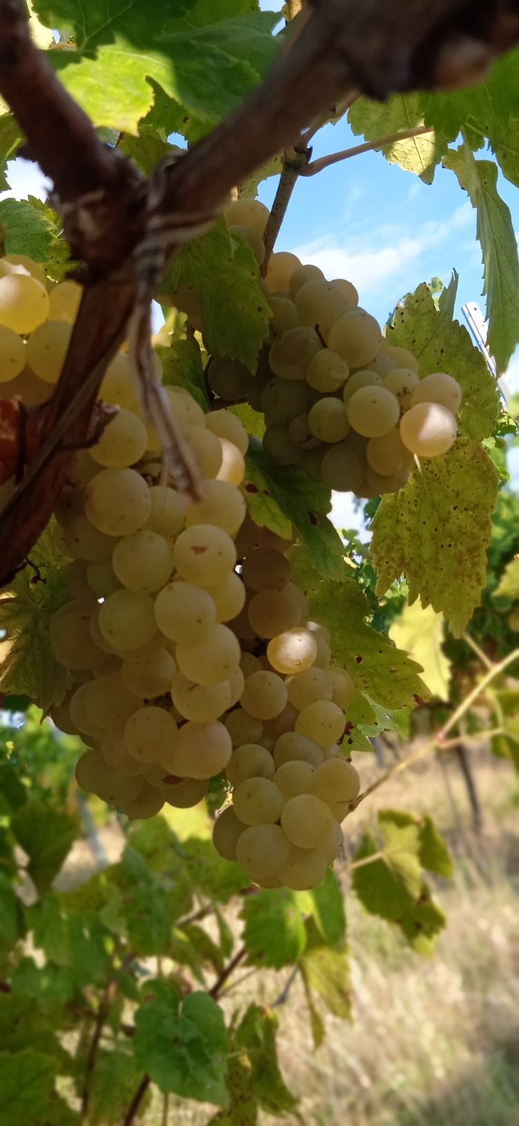 Struguri pentru vin Cabernet, Survinion