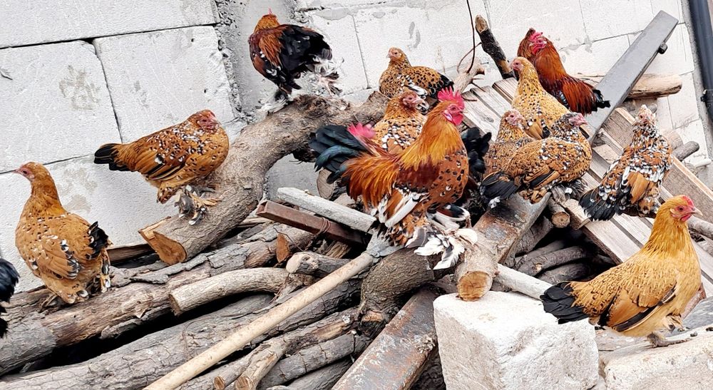 Gaini si cocosi pitici