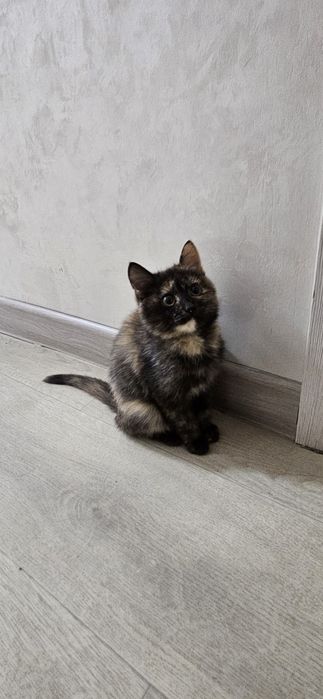 Отдам котенка в добрые руки