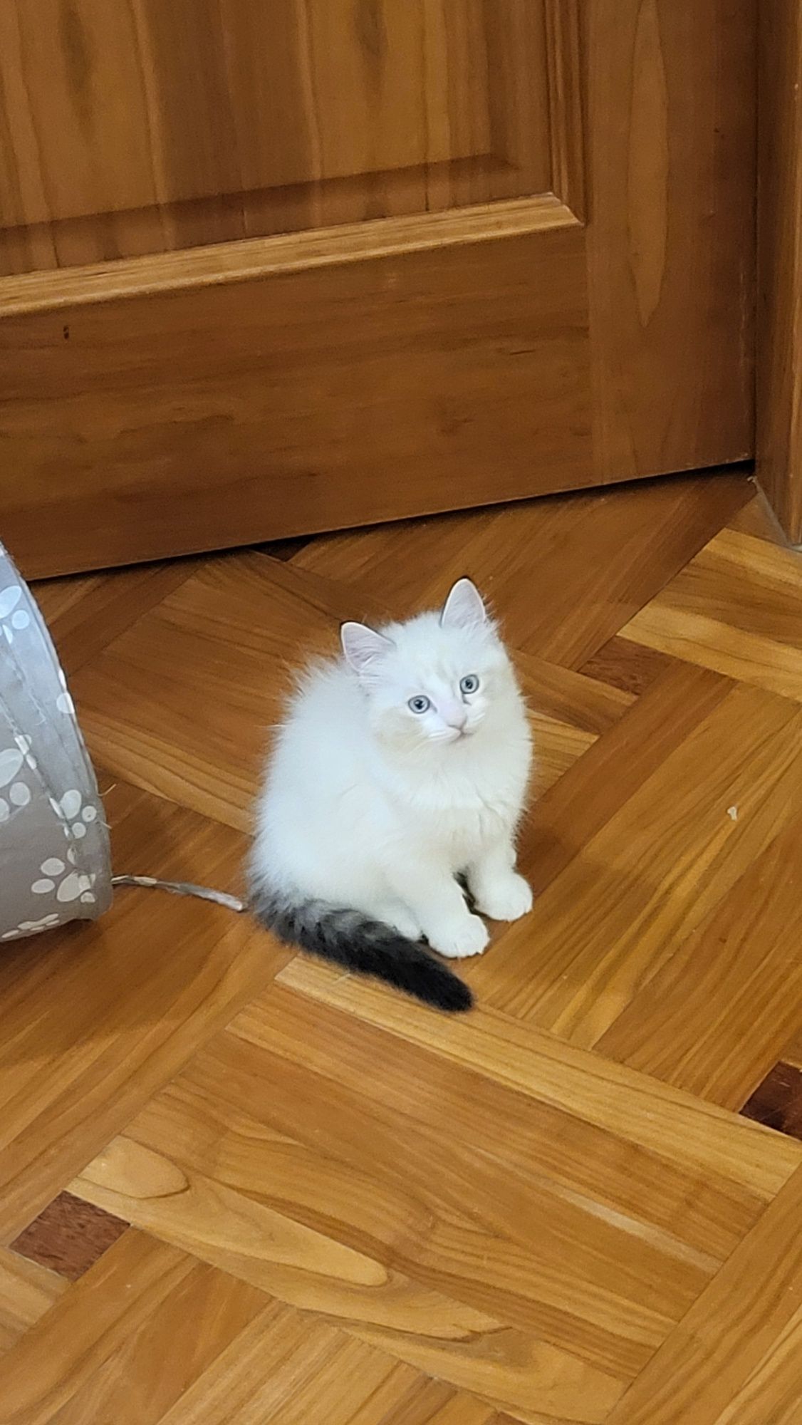 Котенца Регдол – 4 пухкави бебета почти на 3 месеца