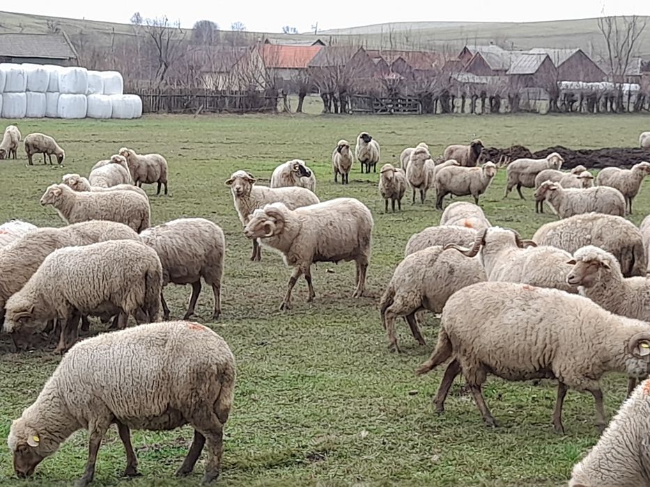 35 de oi de vânzare