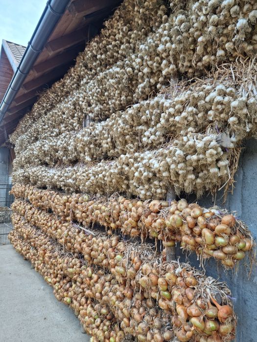 Usturoi și ceapă pentru sămânță și consum