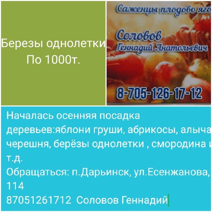 Саженцы яблони, груш, рябины, березы для вашего  сада