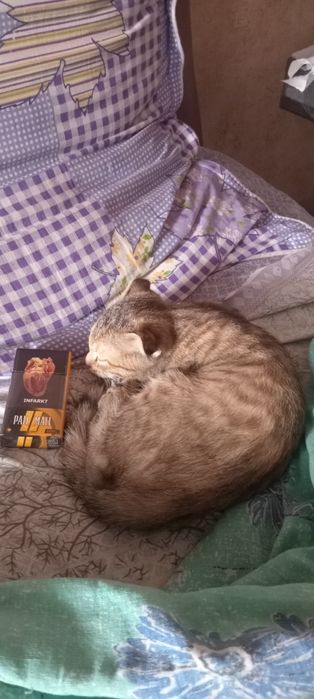 Кошечка скоттиш фолд