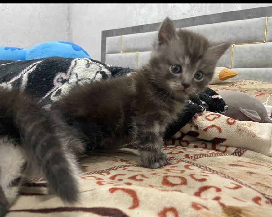 Котята папа европейский бурма мама скотиш страйд