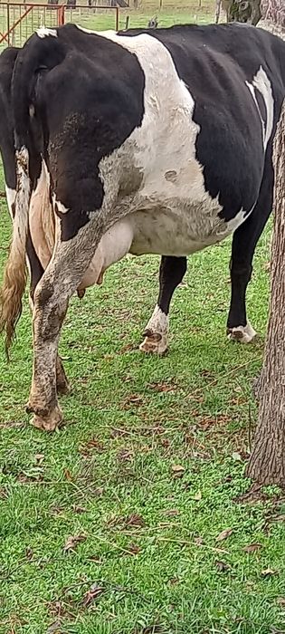 Vând Vacă bună de lapte și foarte cuminte, se mulge la mână.