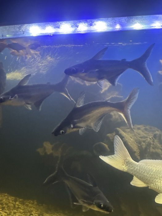 Сом акулий, Пангасиус