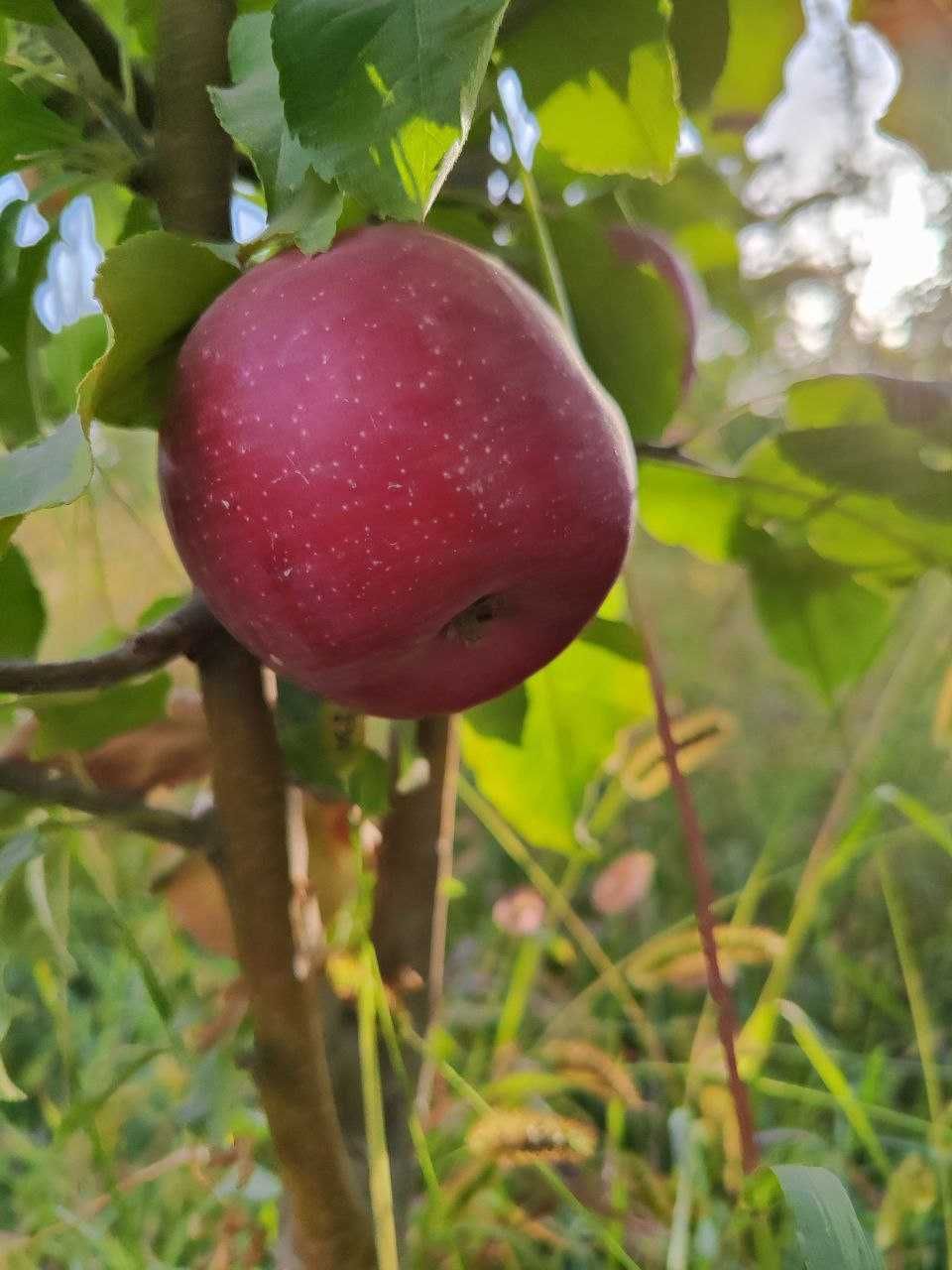 Мевали манзарали кучатлар