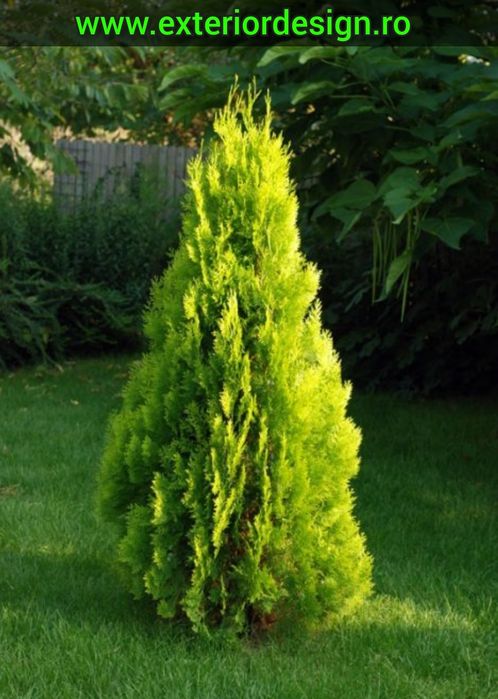 Tuia aurea , albastruie , verde ,  leylandii gard viu, etc