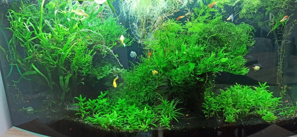 Acvariu Diversa 25 l