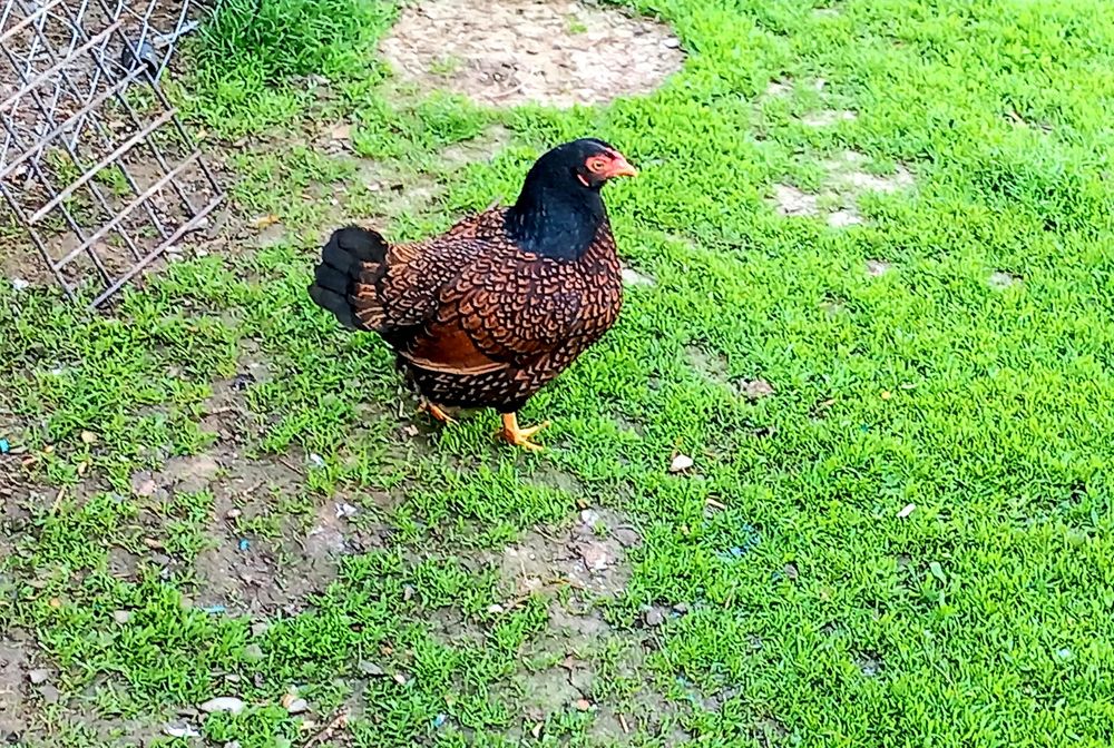 Combarant indian pitic