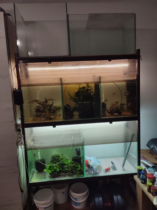 Acvariu / acvarii pești exotici, raft cu 7 acvarii