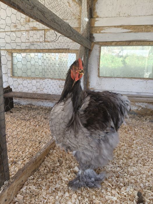 De vânzare cochinchina uriaș