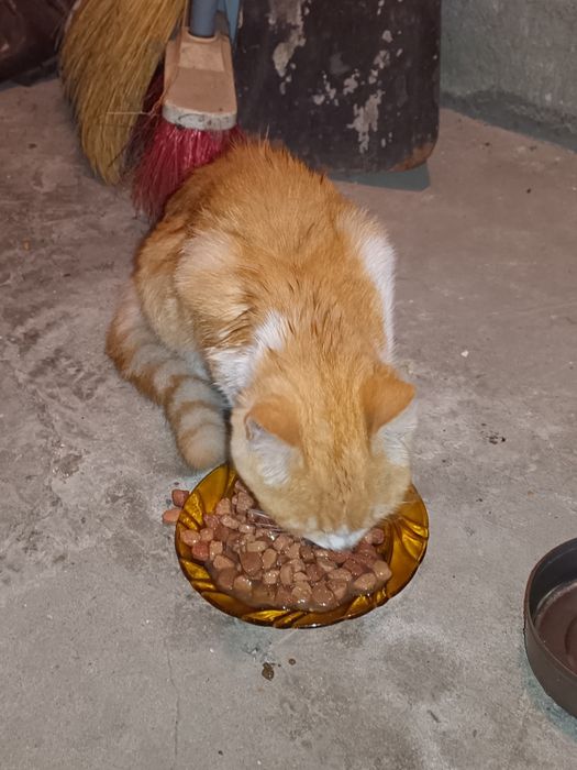 Коте на няколко месеца