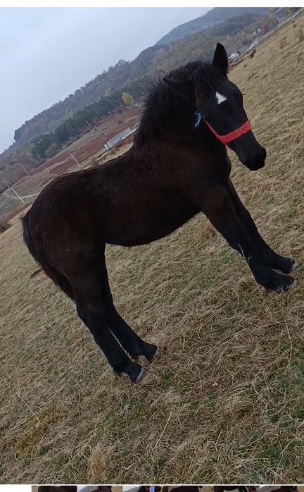 Mânză 6 luni jumate