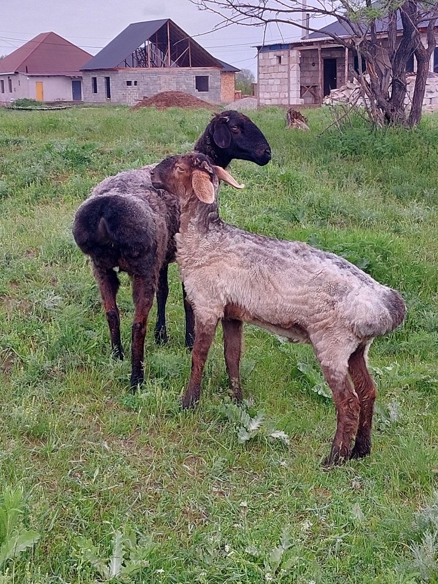 Гесарски семіз қой сатылады