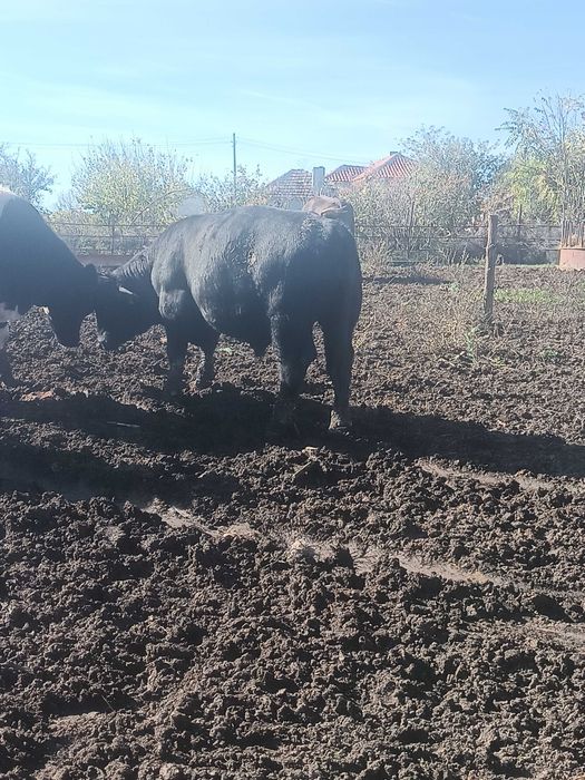 Мъжки телета месодайни