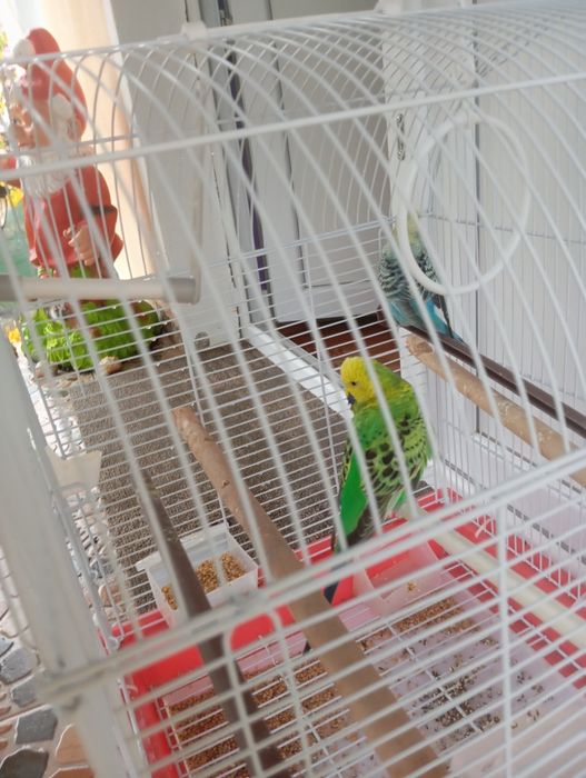 Papagali peruși pereche