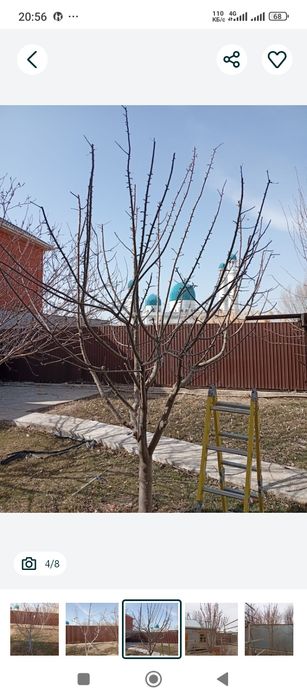 Обрезка плодовых деревьев