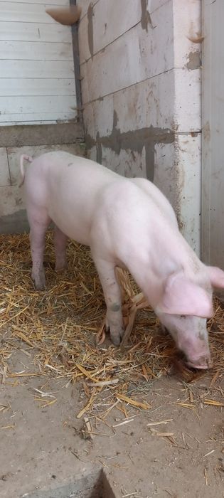 De vânzare, 50-60kg