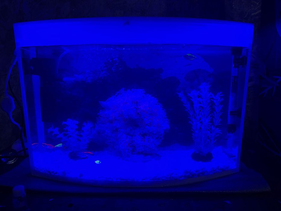 Akvarum va baliqlar kamplekt